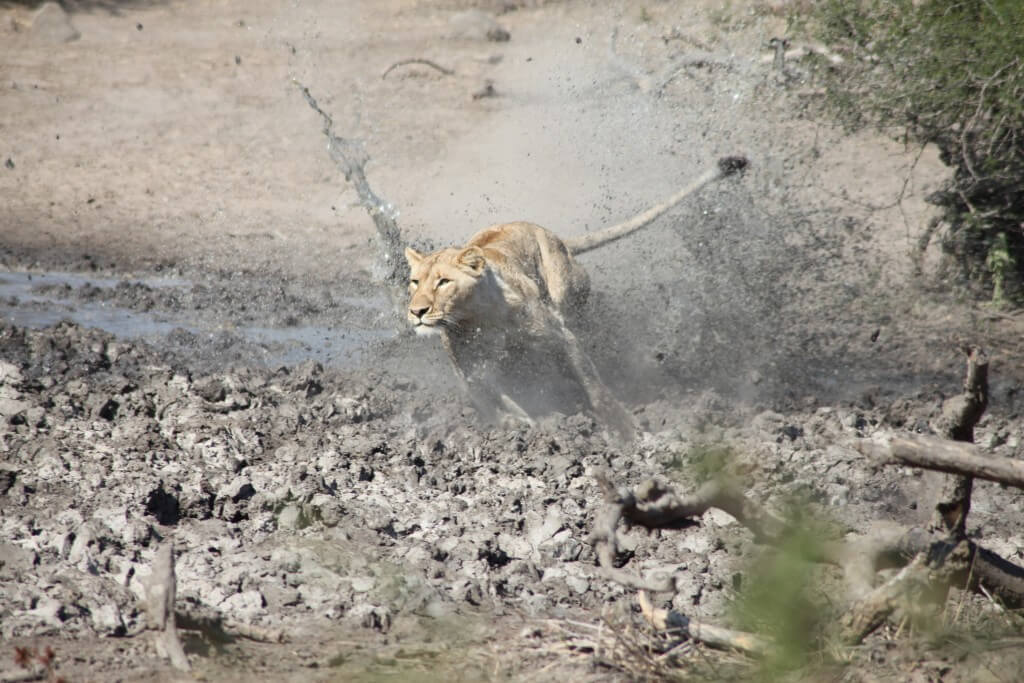 lion charge umfolozi