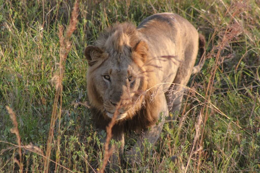 2 Night Safari Package