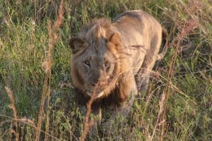 Hluhluwe-Imfolozi Park Weather 4 2 Night Safari Package
