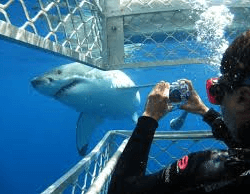 shark cage diving cape town