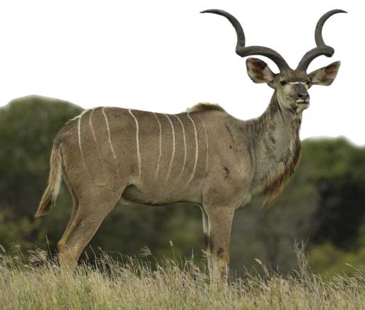 kudu bull
