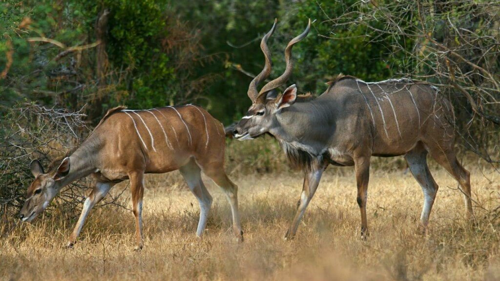 male and female