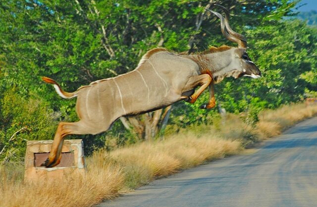 kudu