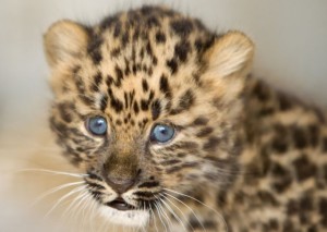 Hluhluwe Umfolozi Leopard Facts, Information, Pictures and Videos 2 Hluhluwe Umfolozi Leopard Facts, Information, Pictures and Videos