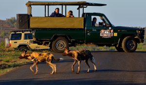 Hluhluwe Game Reserve Safari Prices Gate Times 4 hluhluwe-imfolozi half day safaris tours