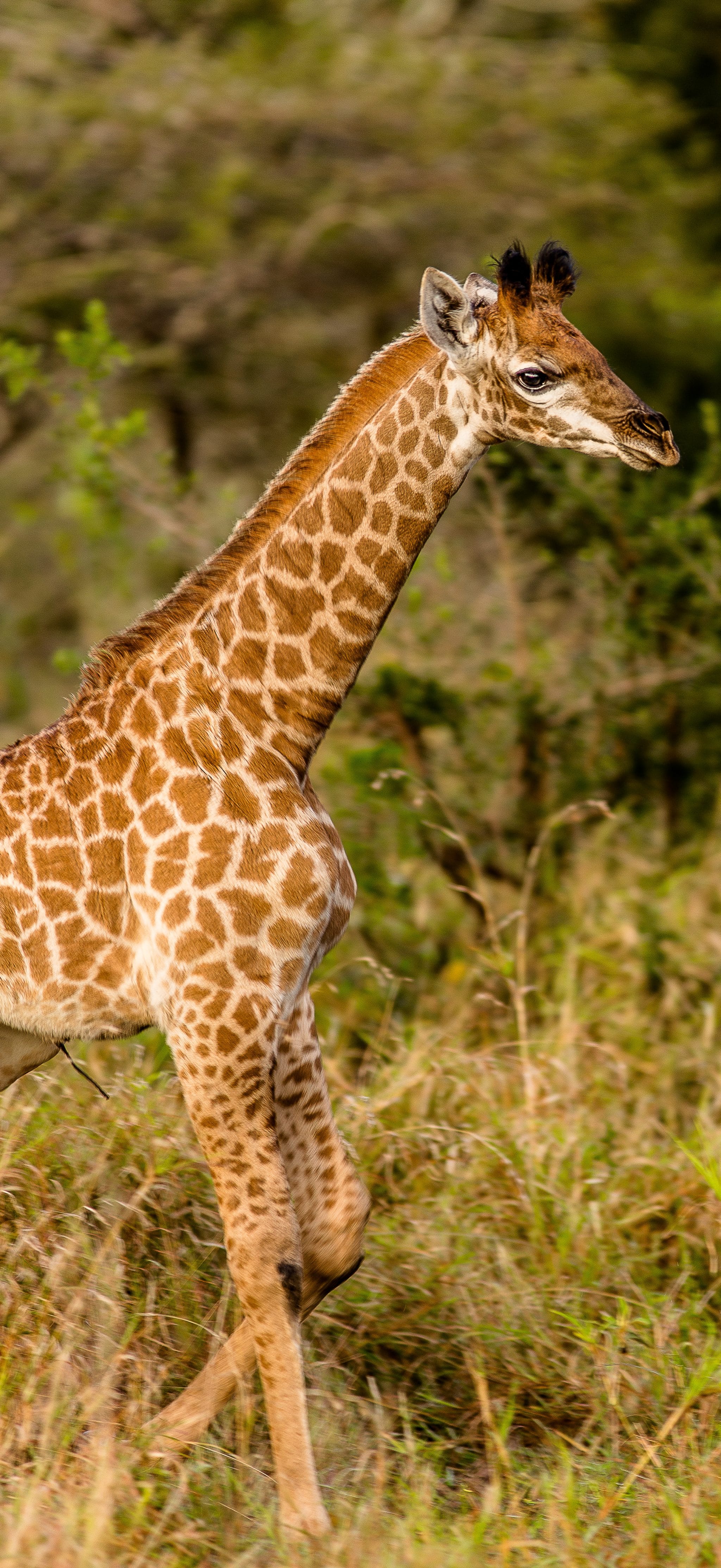 Durban Tour Packages and Day Safari's
