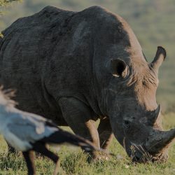 durban safari options