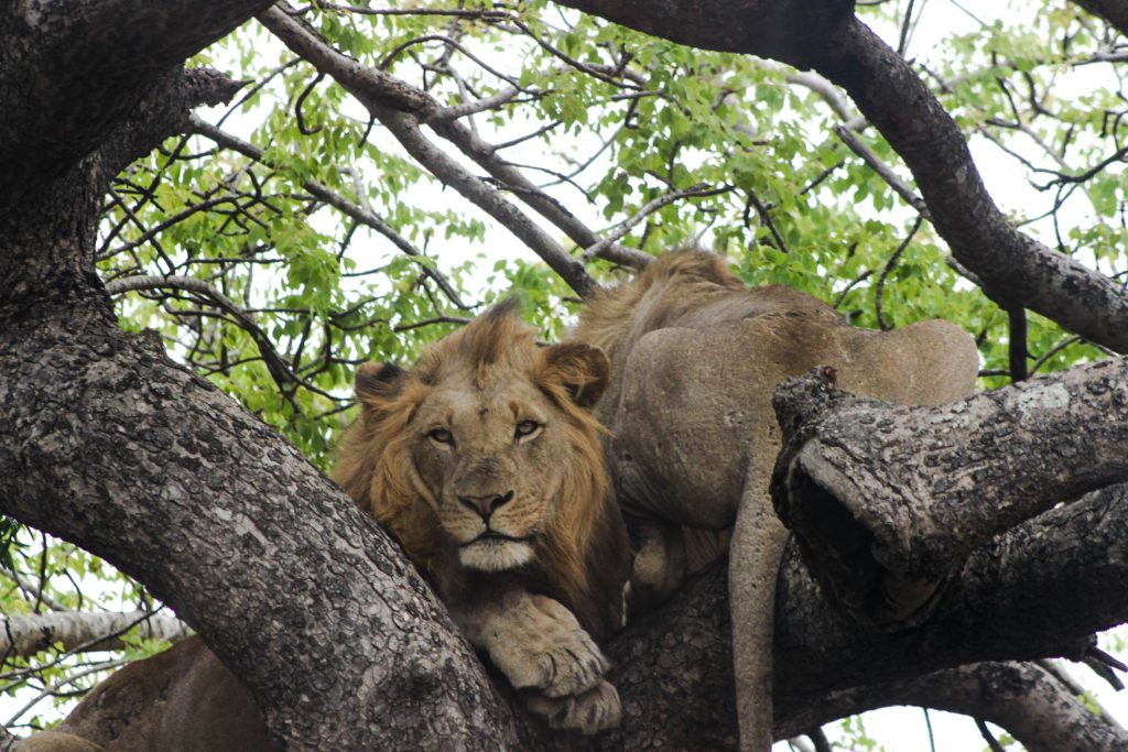 2016 summer Lions in trees
