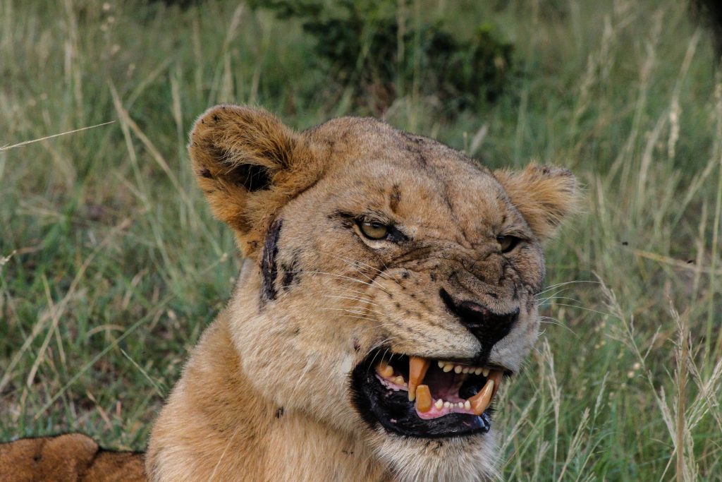 hluhluwe lion
