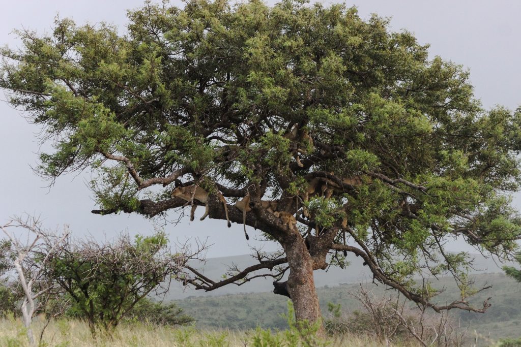 hluhluwe-imfolozi lions in trees again 2016