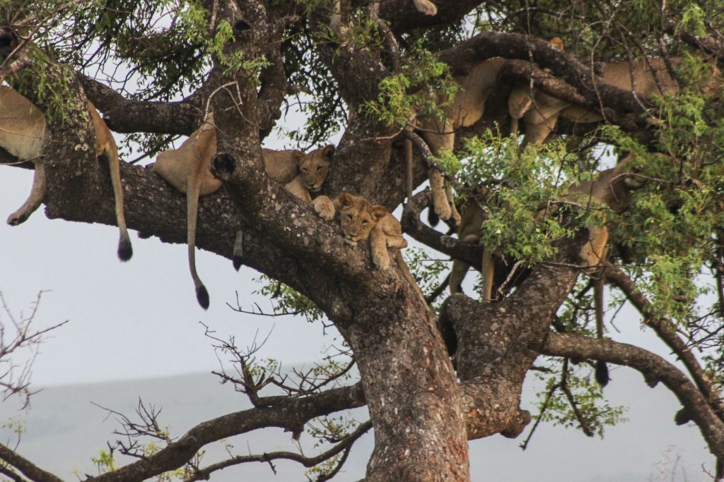 hluhluwe-imfolozi park pride of lions in trees