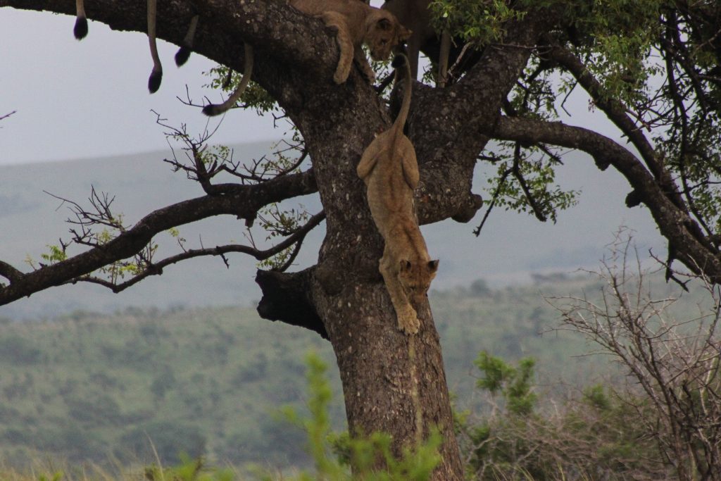 lions climbing out of tree