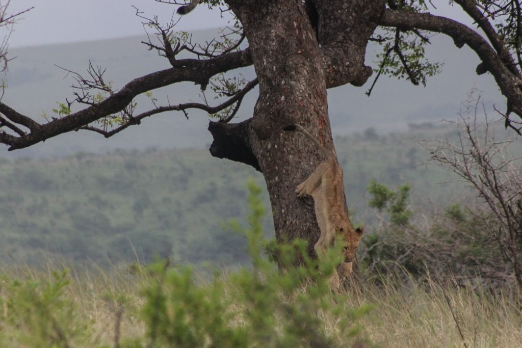 splendid lions in trees