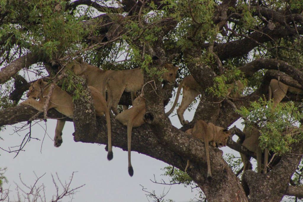 summer heat and lions in trees in kwazulu natal