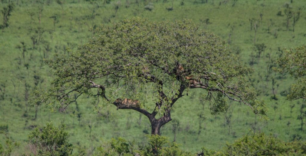 more lions in trees 2016 hluhluwe-imfolozi park