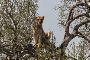 lion-in-tree