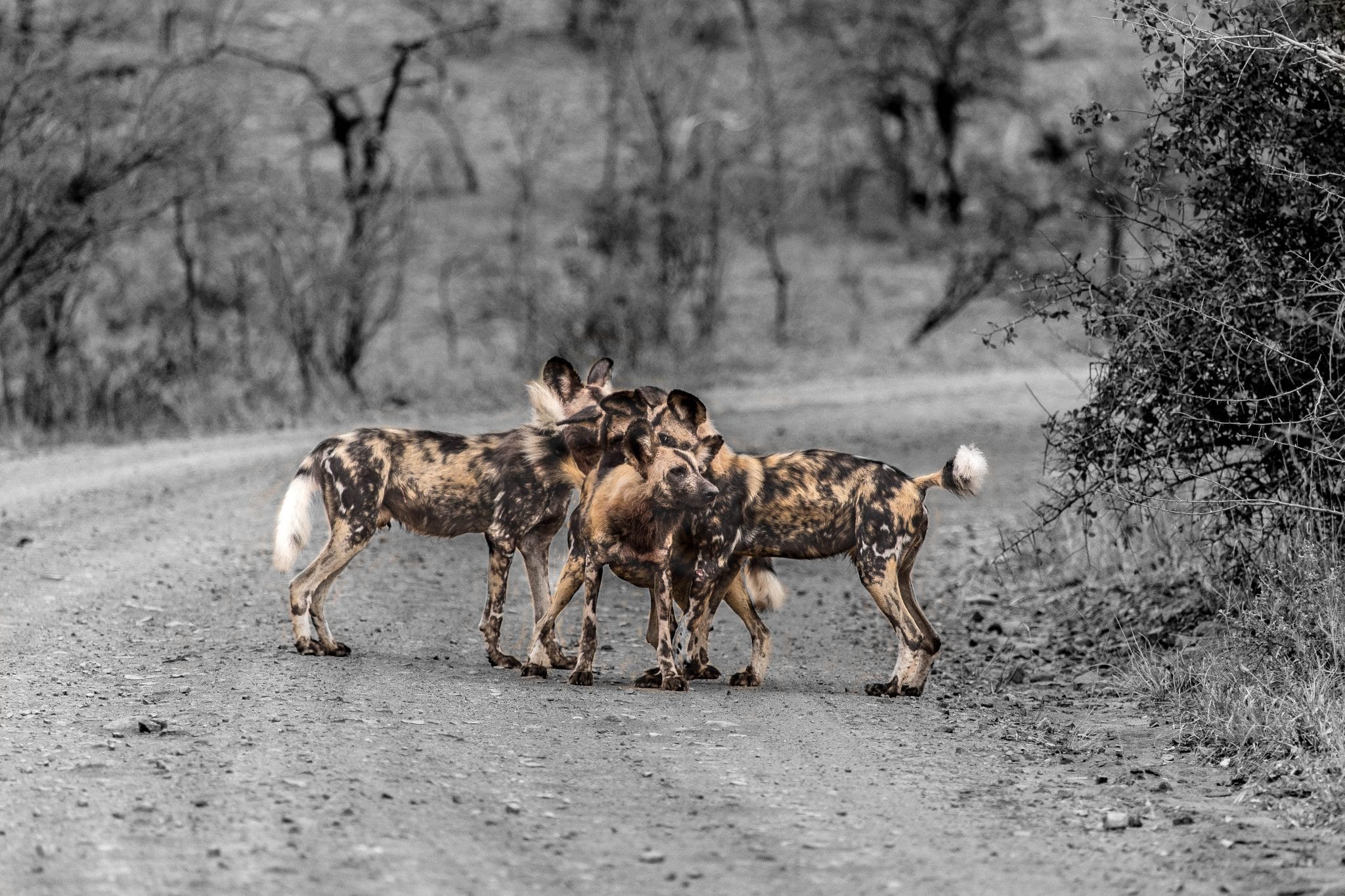4 night south africa safari package