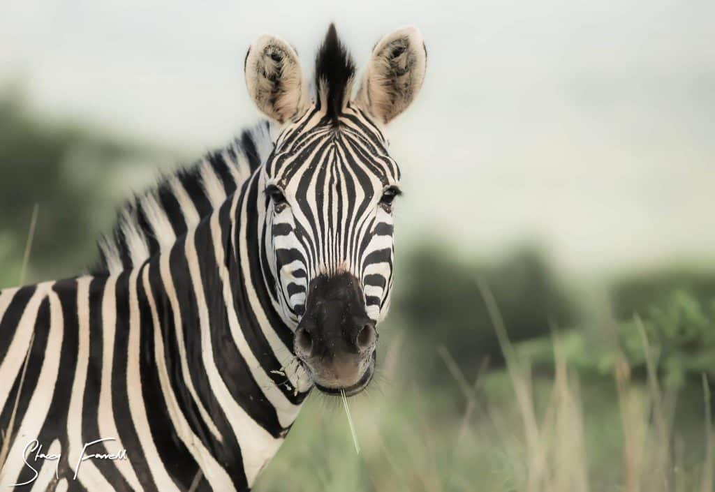 Wildlife Photography Course Hluhluwe-Imfolozi Park Beginners Course hluhluwe-imfolozi park