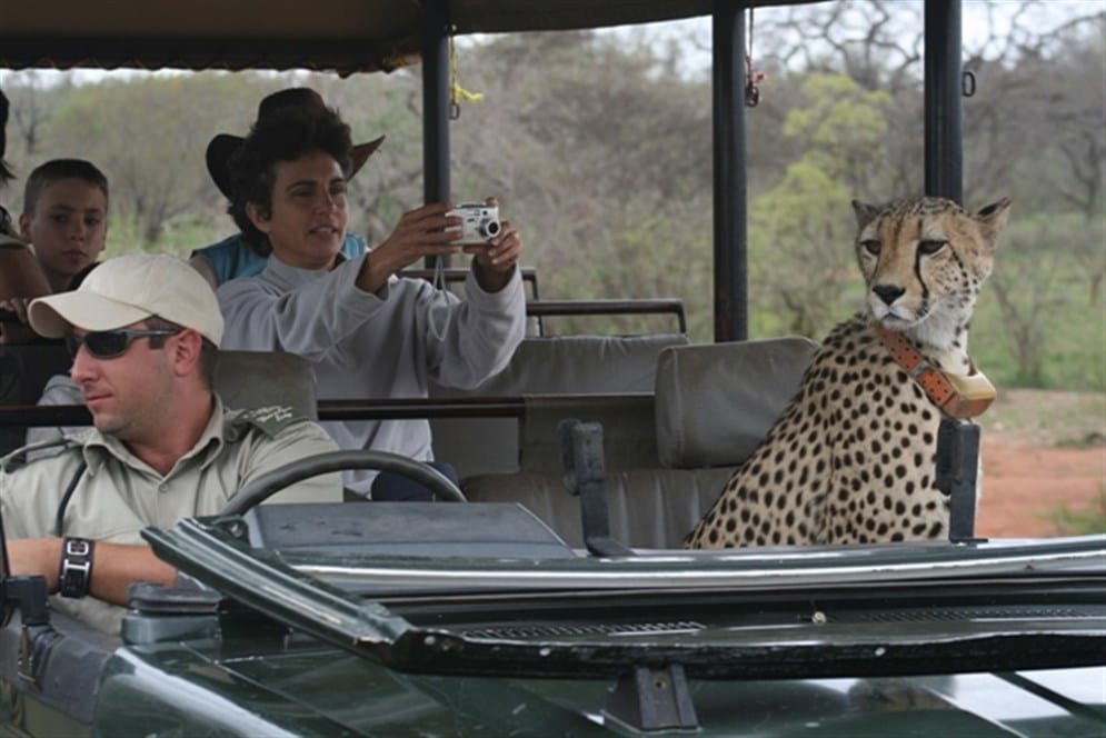 safari vehicle