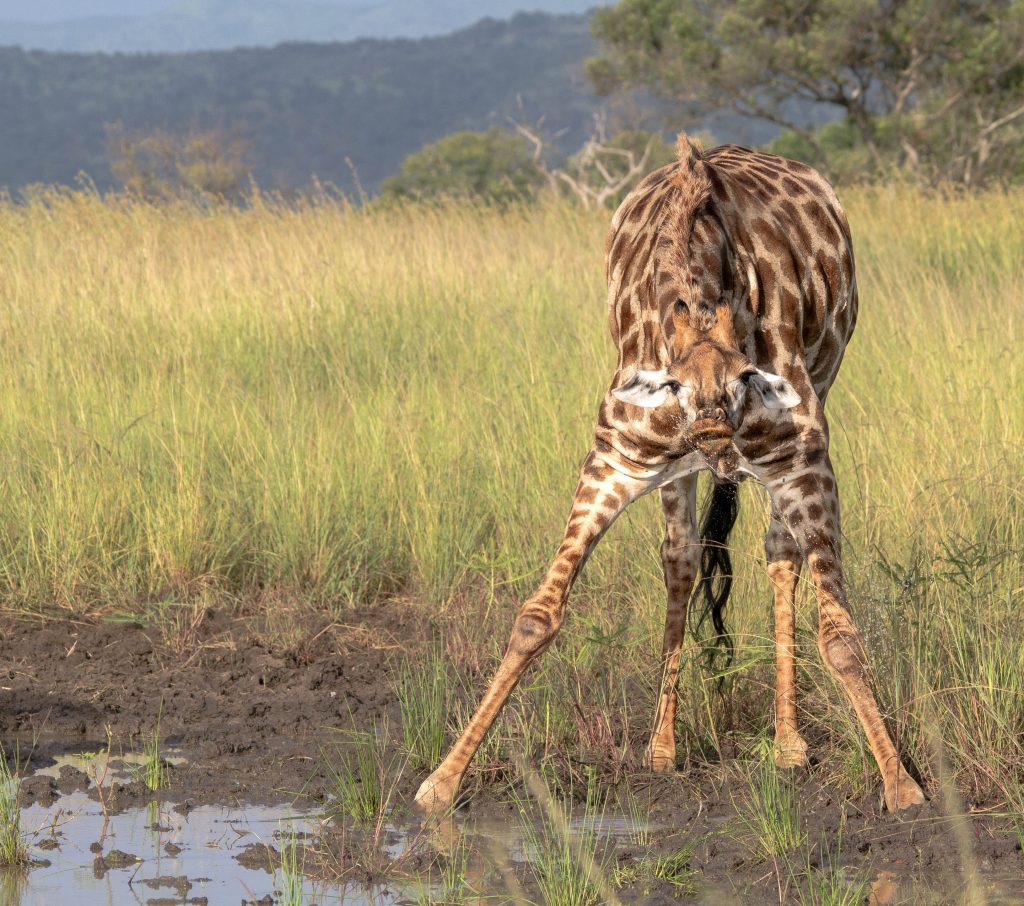 Day Tours Durban 4 best safari trips from durban kwazulu natal