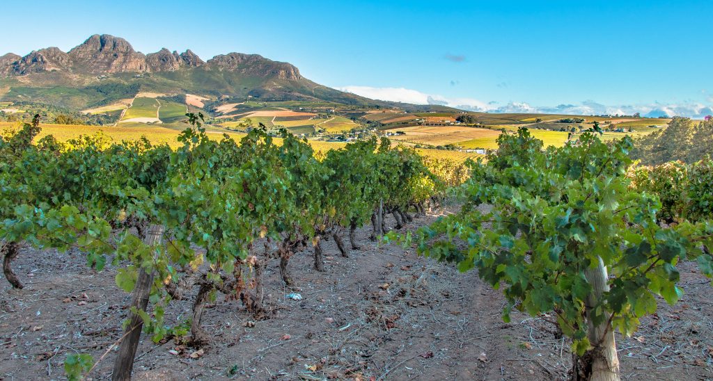 stellenbosch vineyards south africa