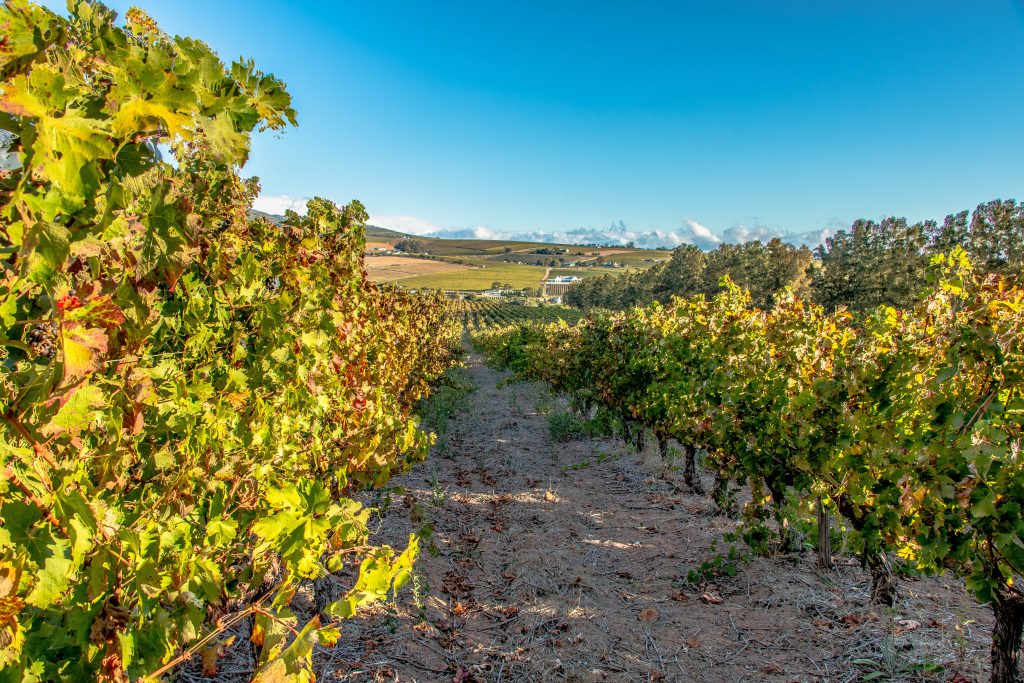 wine tasting tours stellenbosch south africa