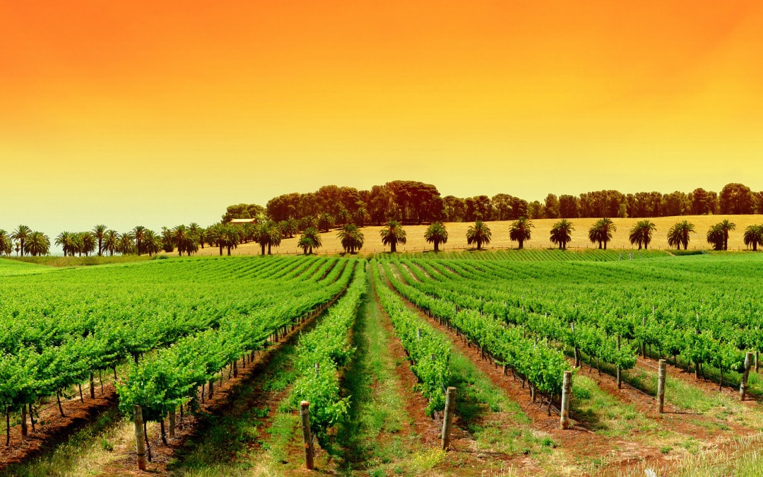 wine tasting stellenbosch