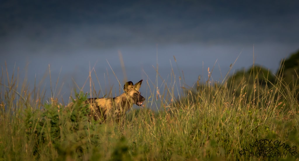 day safari south africa
