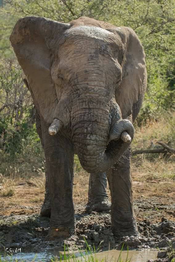 clients capture some incredible pictures hluhluwe-imfolozi park
