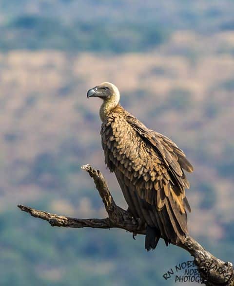 vulture facts and info