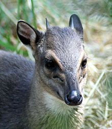 blue duiker hluhluwe