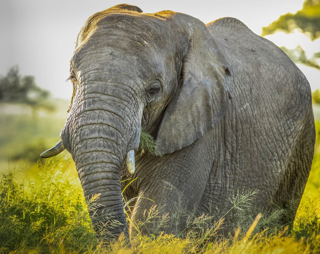 hluhluwe african big 5 facts