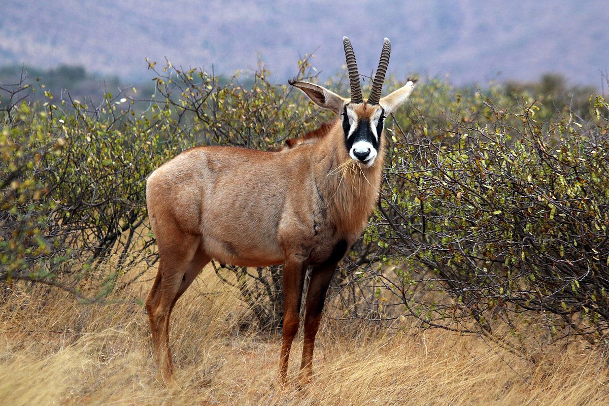 roan antelope kruger park