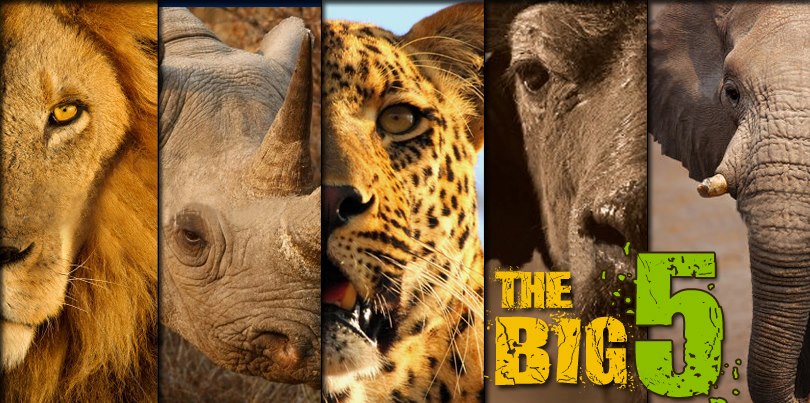 Kruger National Park vs Hluhluwe Game Reserve