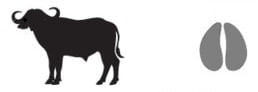 buffalo and print