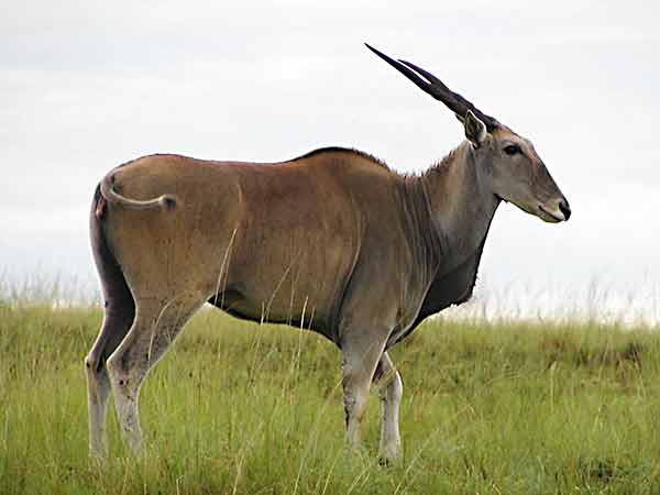 eland antelope kruger park