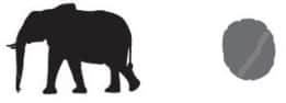 elephant and print