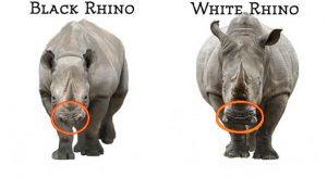 black and white big 5 rhino's
