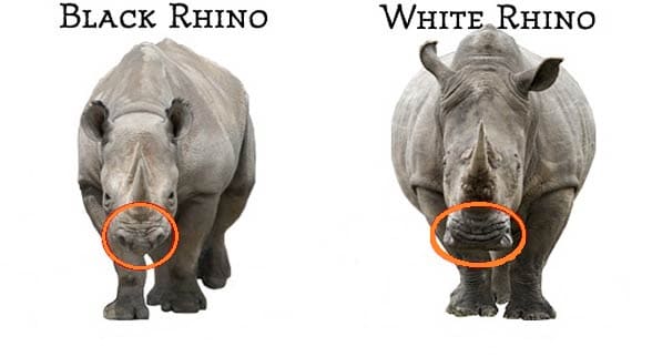 African Big 5