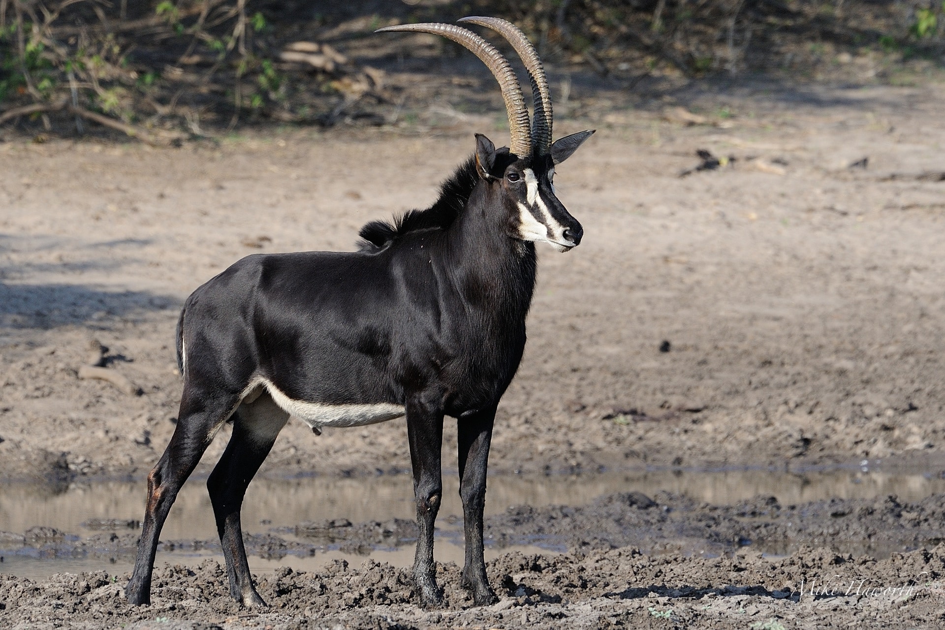 sable antelope kruger park