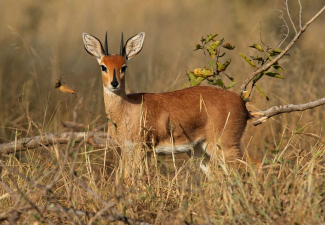 steenbok kruger national park