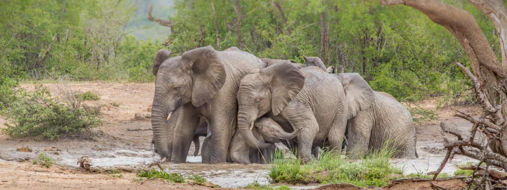 big 5 elephant south africa
