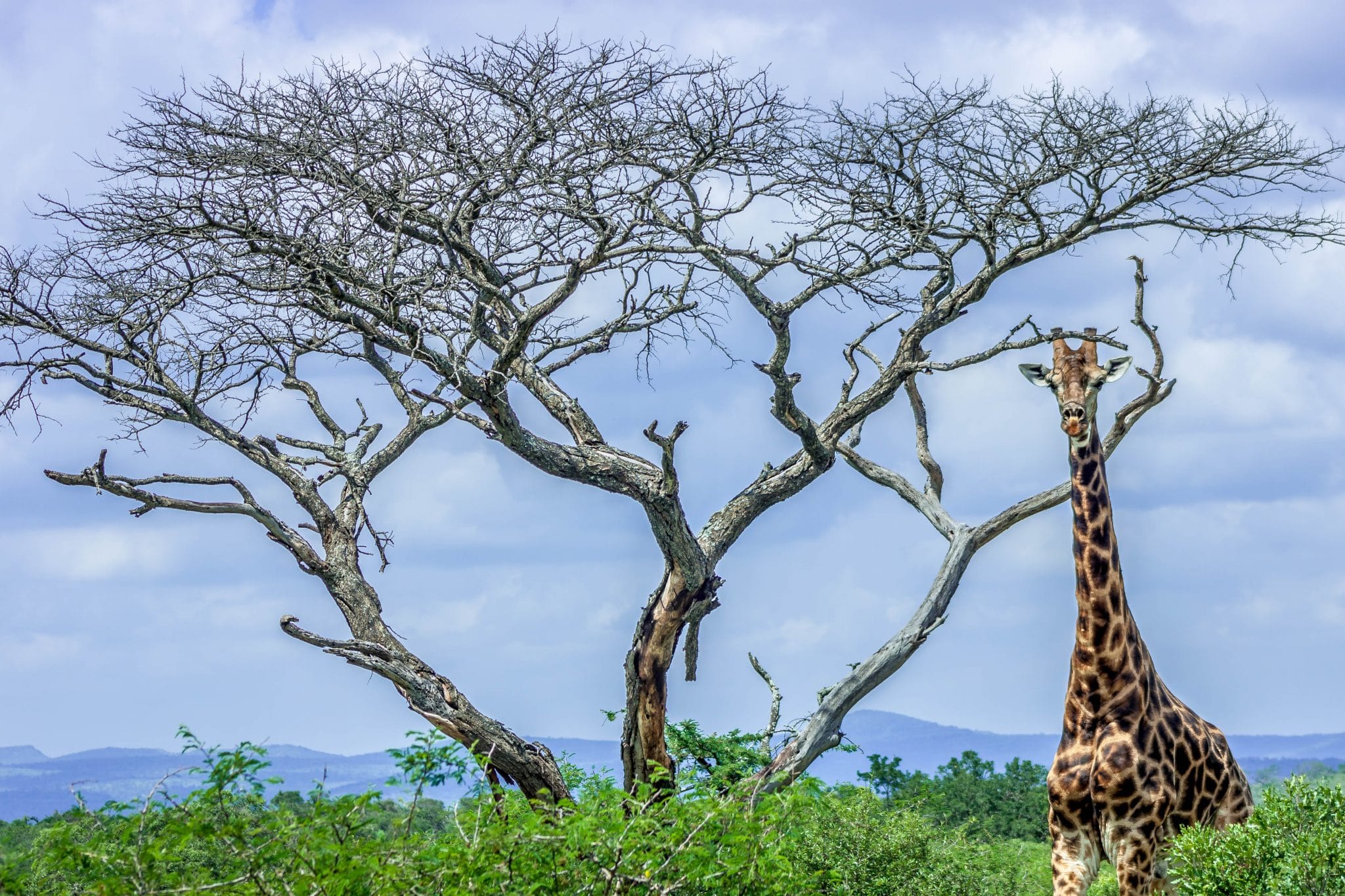 south african biomes facts and information