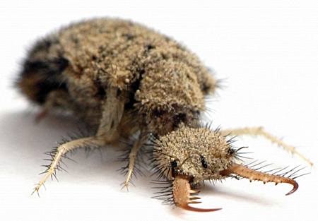 ant lion africa