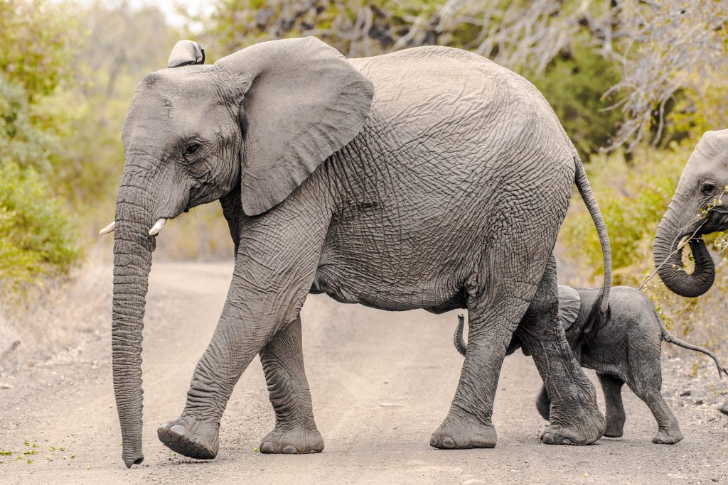 elephant fatcs