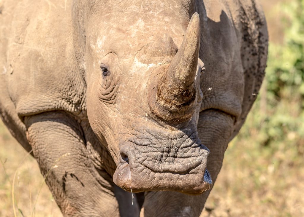 wide mouth white rhino