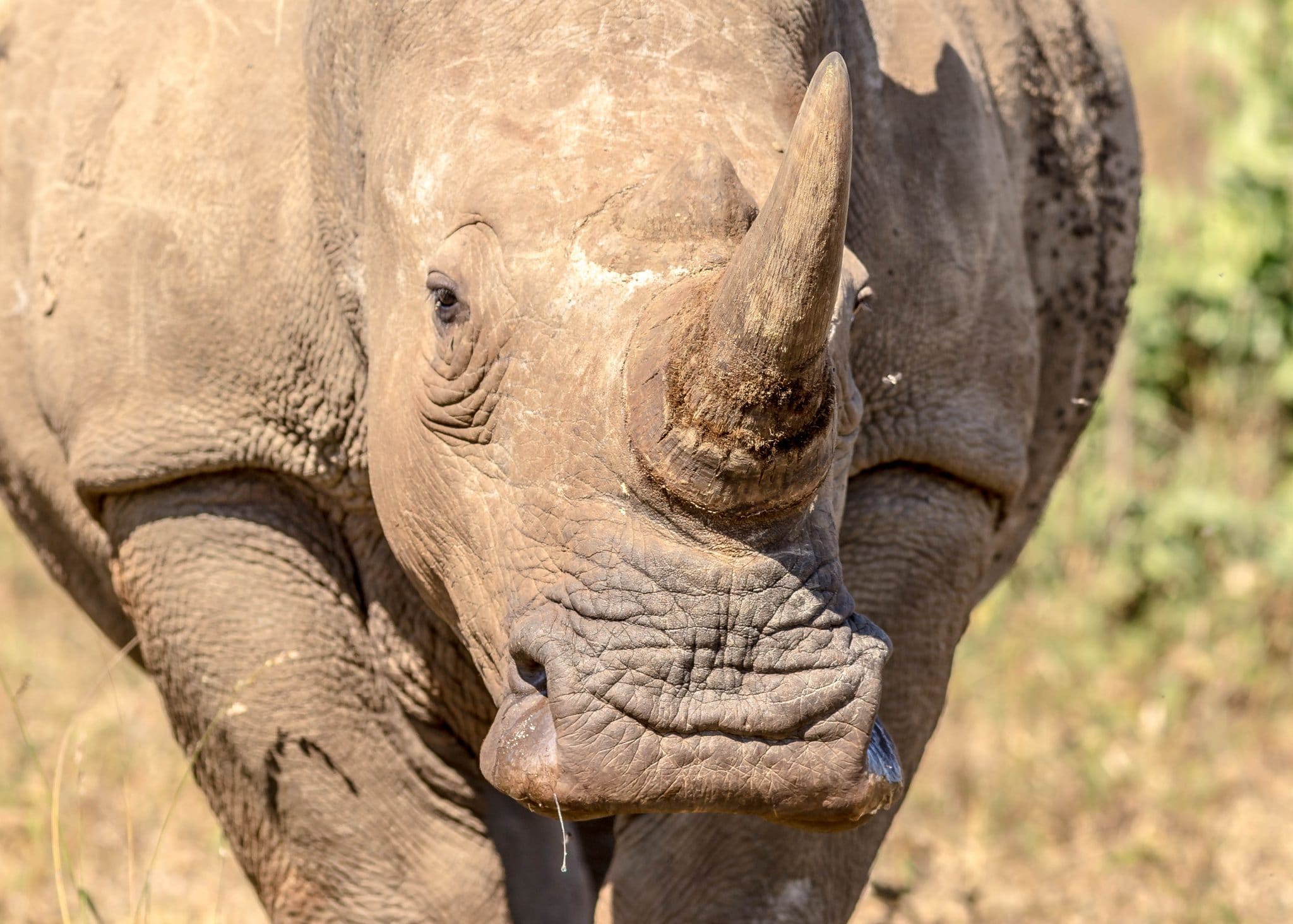 wide mouth white rhino