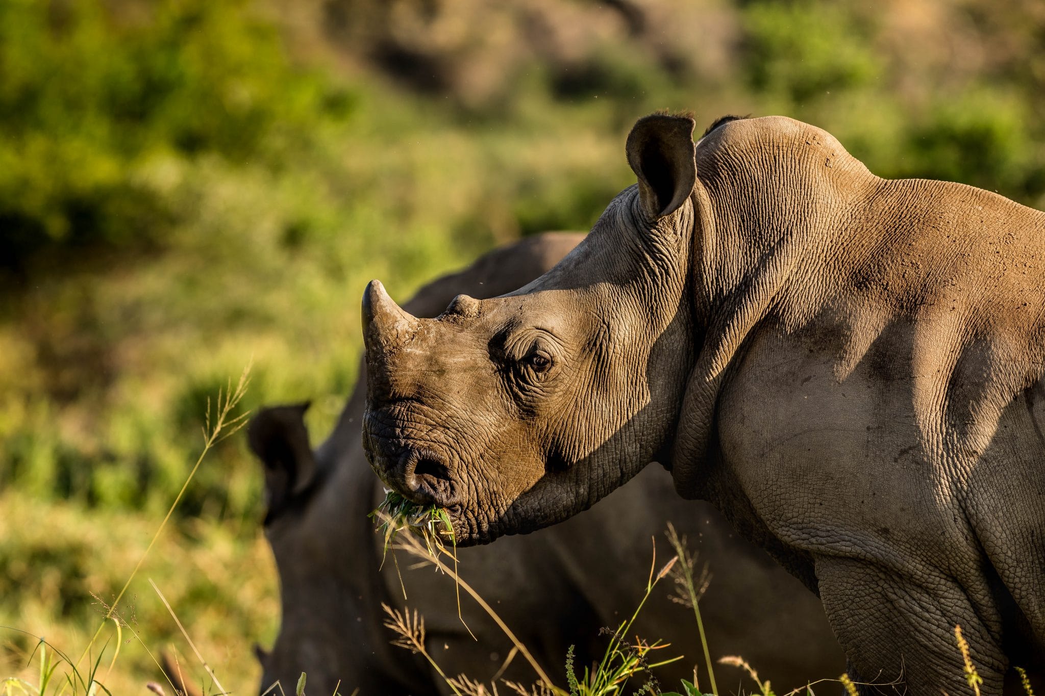 hluhluwe african big 5