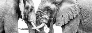 4 night grand zululand kwazulunatal south africa safari package