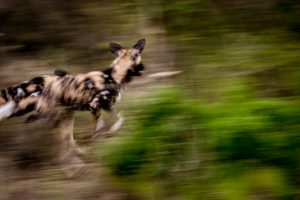 wild dogs on big 5 south african safari